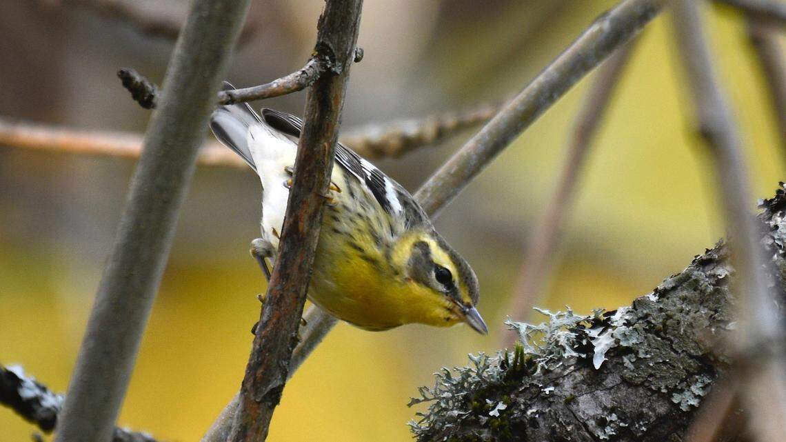 Why do birds fly into windows? How you can make them safer and care for the injured