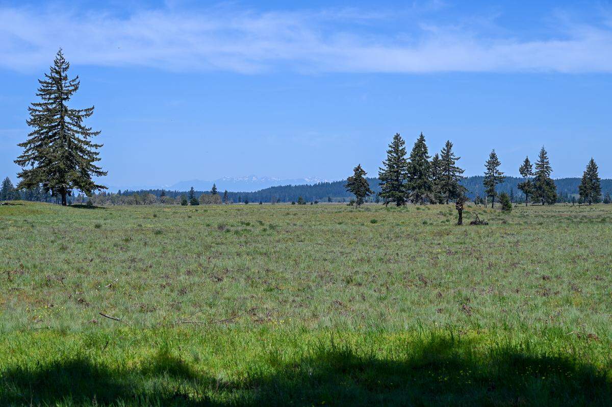 The great prairie of Joint Base Lewis-McChord, which was Nisqually land for thousands of years.