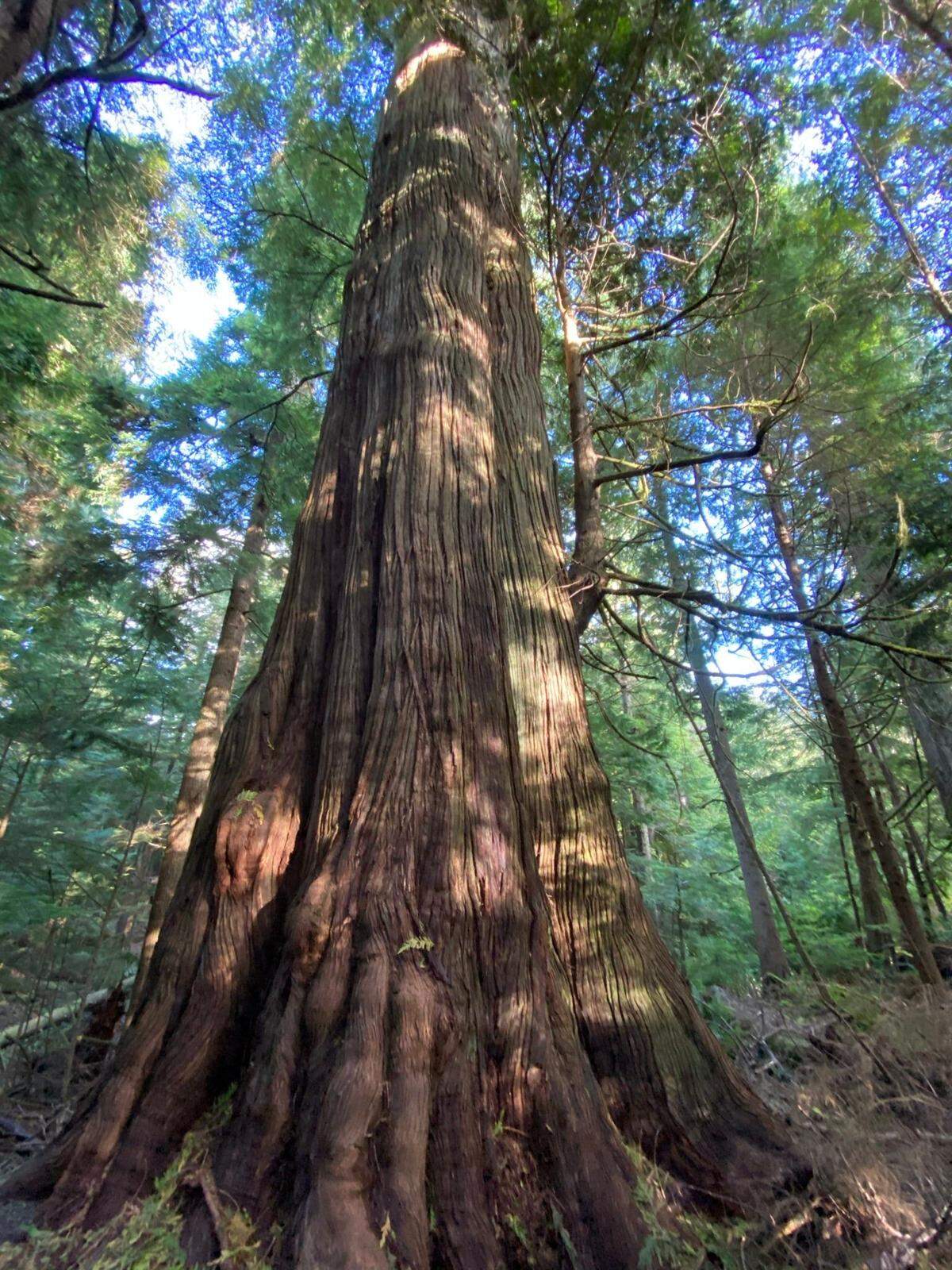 Old growth trees, like this Western red cedar, are protected at Willapa National Wildlife Refuge on the southern Washington Coast, Oct. 14, 2020. This tree can be seen from the Teal Slough Trail, near the mouth of the Naselle River.
