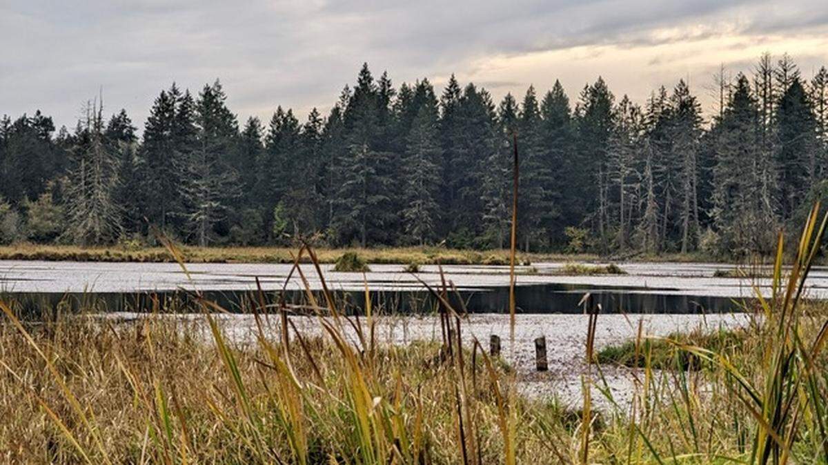 The environmentally sensitive Spanaway Marsh area is shown in this 2022 photo.