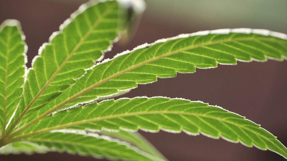 FILE - This May 20, 2019, file photo, shows a marijuana leaf on a plant at a cannabis grow in Gardena, Calif. (AP Photo/Richard Vogel, File)