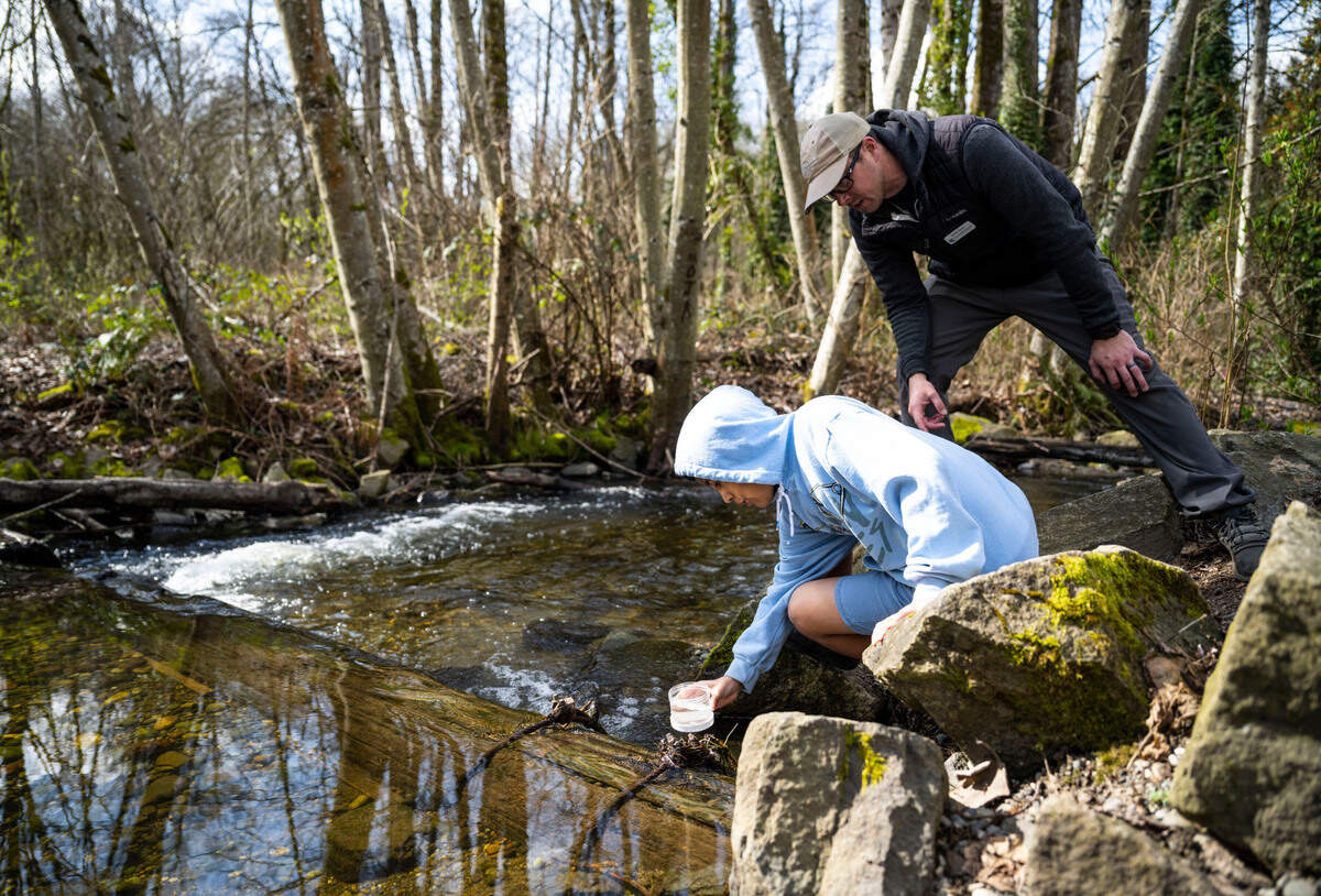 Grant Elementary School fifth grader Angel Linda, 11, grabs a cup of water from Swan Creek to measure the temperature of it, while Pierce Conservation District environmental education program manager Chris Towe supervises from above, during a school field trip that is part of the Foss Waterway Seaport Salmon in the Classroom program, in Tacoma on March 15, 2023.