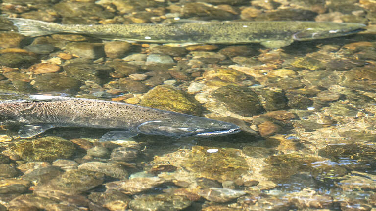 It’s now peak time to see salmon spawn in Pierce County. Here’s where