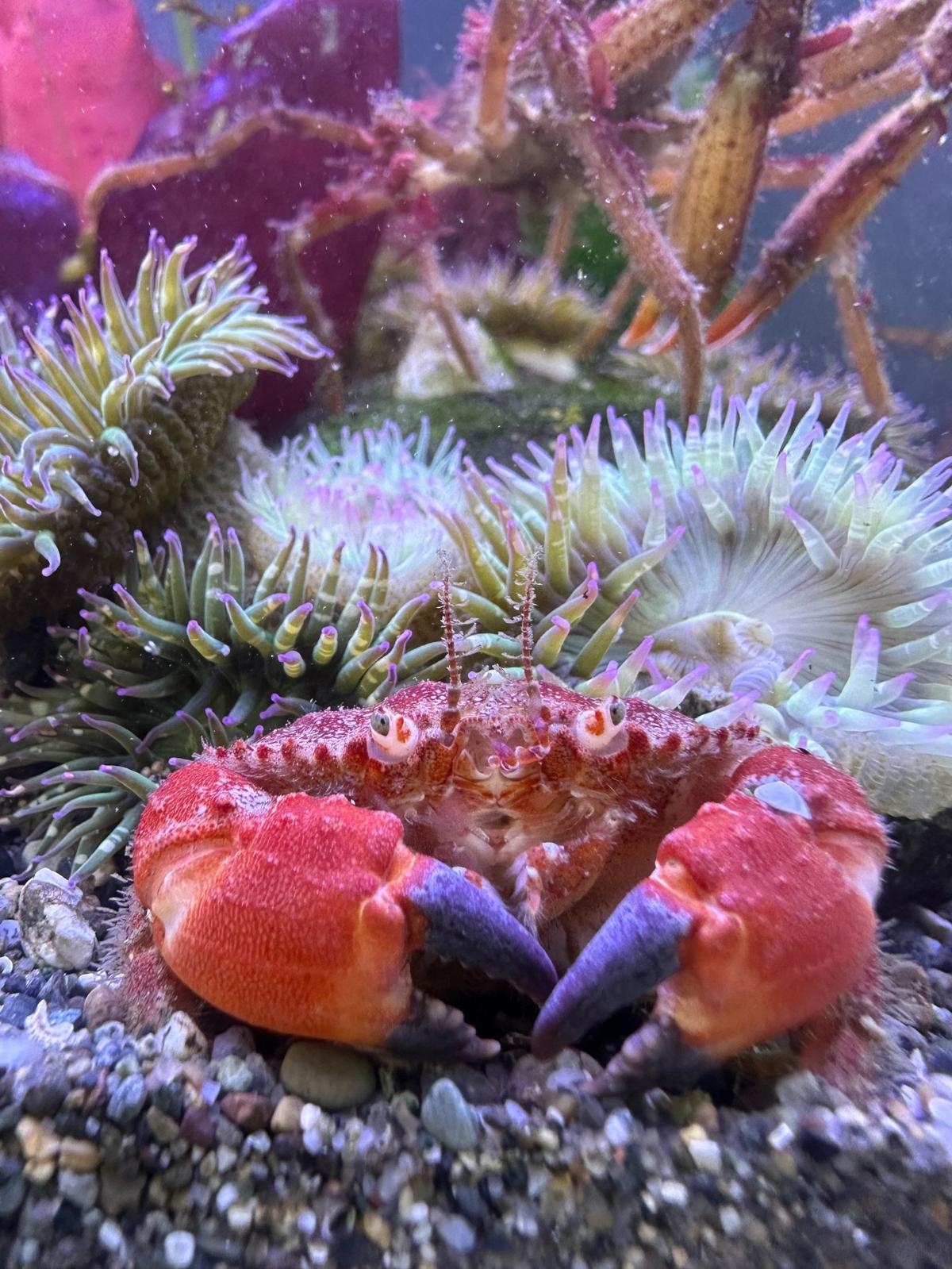 A black claw mud crab is displayed in an aquarium tank at the Skansie Interpretive Center. The new Harbor WildWatch Marine Life Center will have six times more tank space for sea creatures.