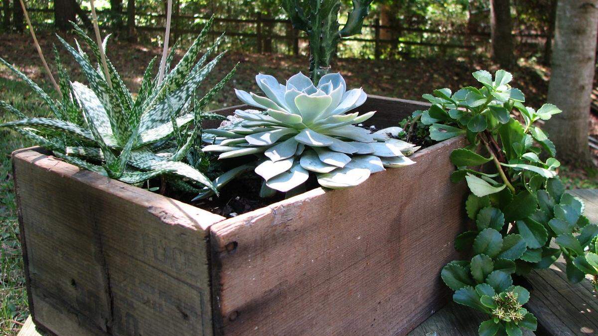 Sedums and succulents need at least “moderate” water. If growing in the hot sun in a small pot or sandy soil, they can dry out in as soon as two days.