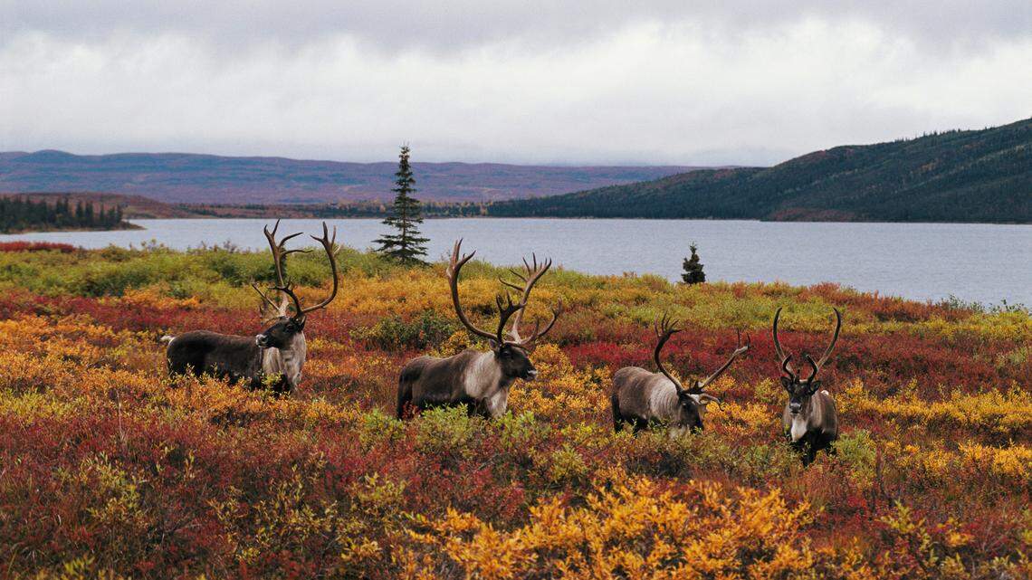 Yes, WA has a law against owning a reindeer, and a rhino. Here are other illegal animals