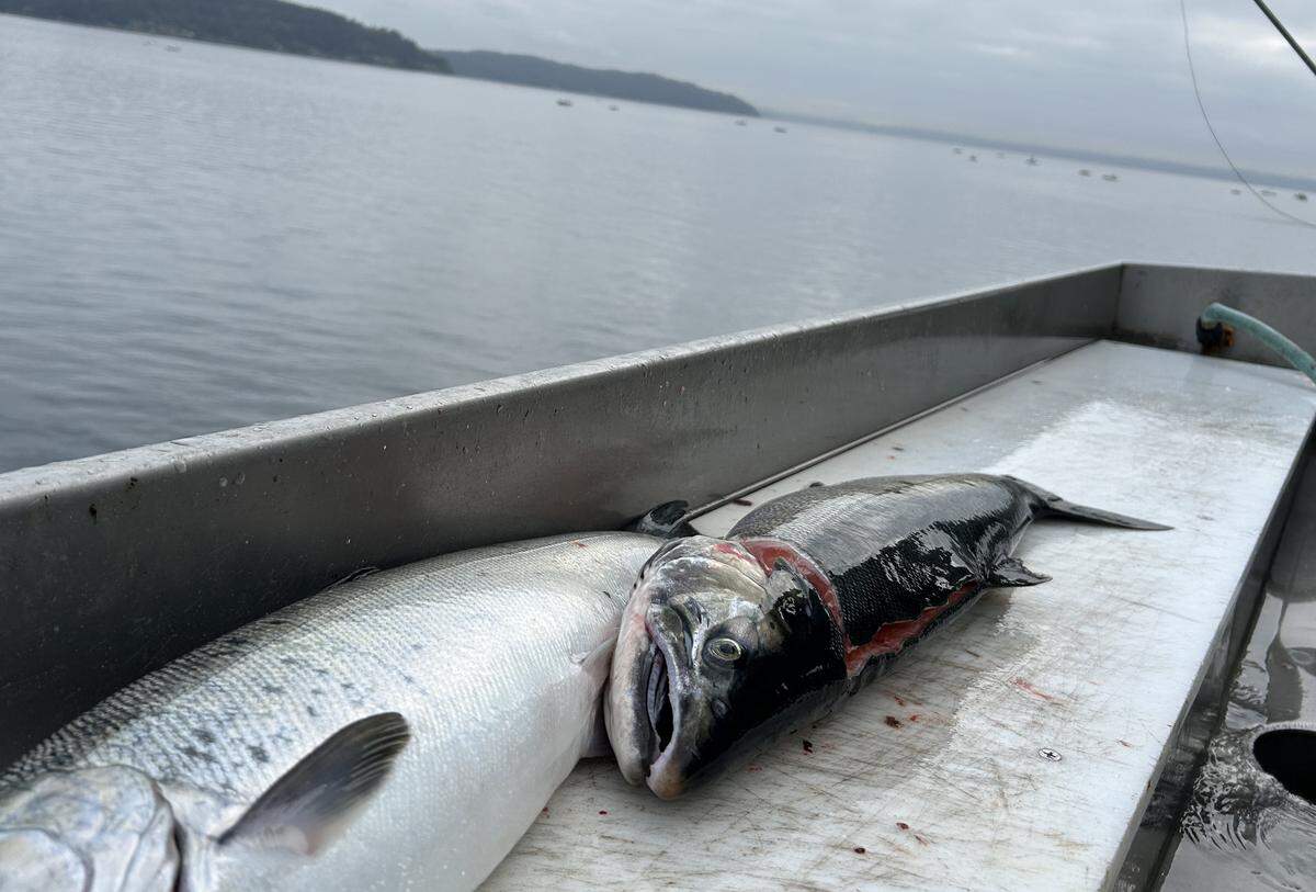 Dead fish wait to be cleaned at the Point Defiance Marina on the morning of Friday, Sept. 13, 2024.