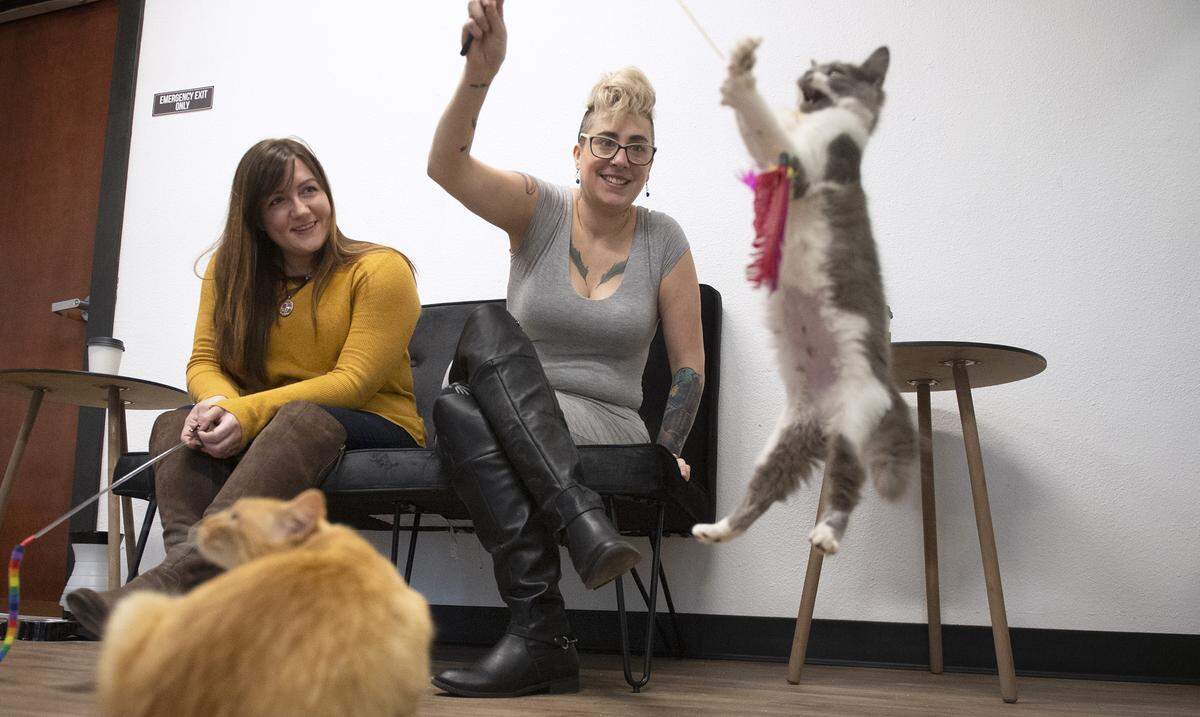 Valerie Beerbower (left) of Lacey and Braxtin Angelo of Bonney Lake meet up to play with felines at Cattfeinated cat cafe on Sixth Avenue in Tacoma on Tuesday, Dec. 17, 2019. Customers can sip coffee and tea drinks as they interact with adoptable cats and kittens. “This is the best Tuesday ever,” Angelo said.