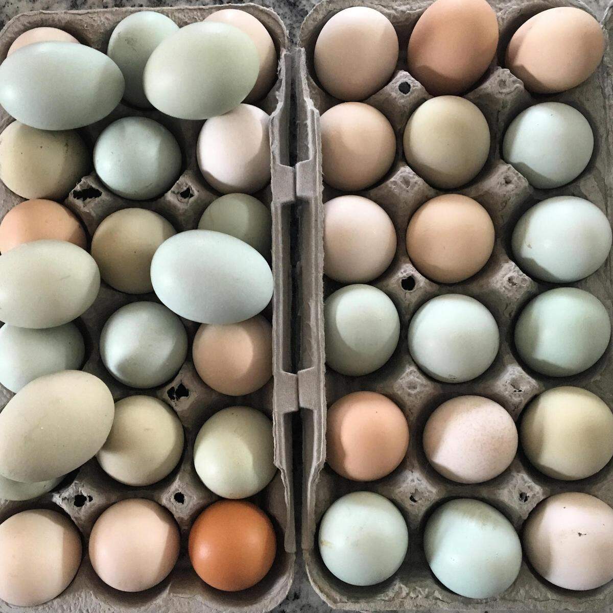 Wildwood Hollow Farm is opening their second location to bring the Key Peninsula fresh produce, poultry, eggs, and goods.