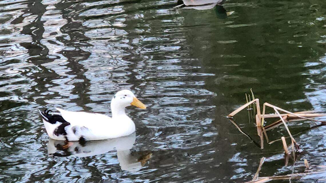 The case of the missing bird: Where is Wright Park’s beloved domestic duck?