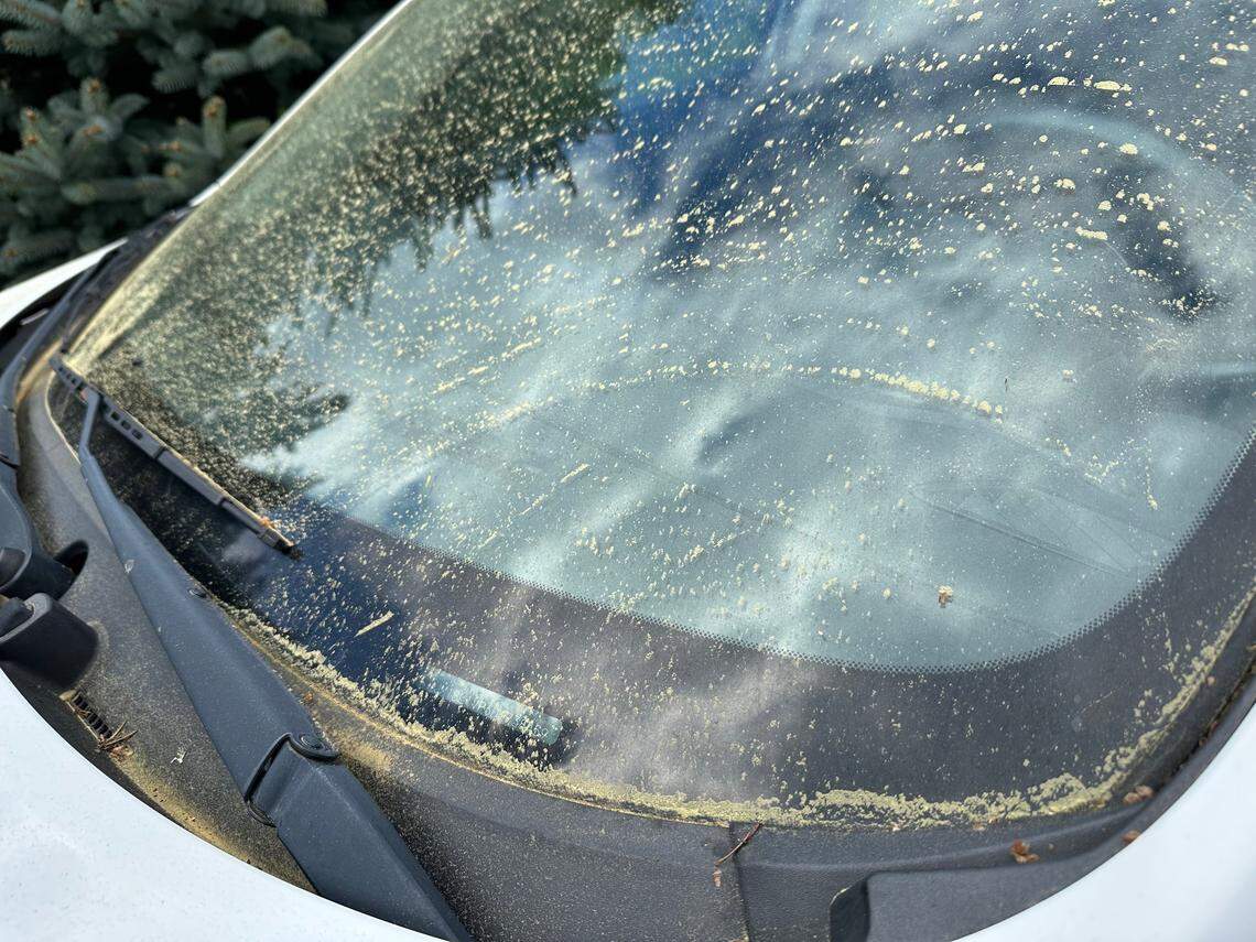 Pollen on the Key Peninsula.