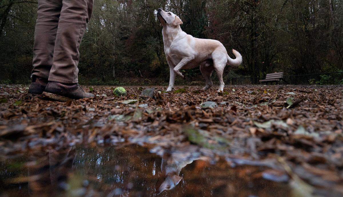 Dexter the yellow lab is reflected in a puddle of water as he waits to fetch a ball from owner Casey Clifton at Clarks Creek Park off-leash dog area in Puyallup, Washington, on Tuesday, Nov. 19, 2024. Users are concerned that thick layers of bark mulch have created a soggy, stinky quagmire.
