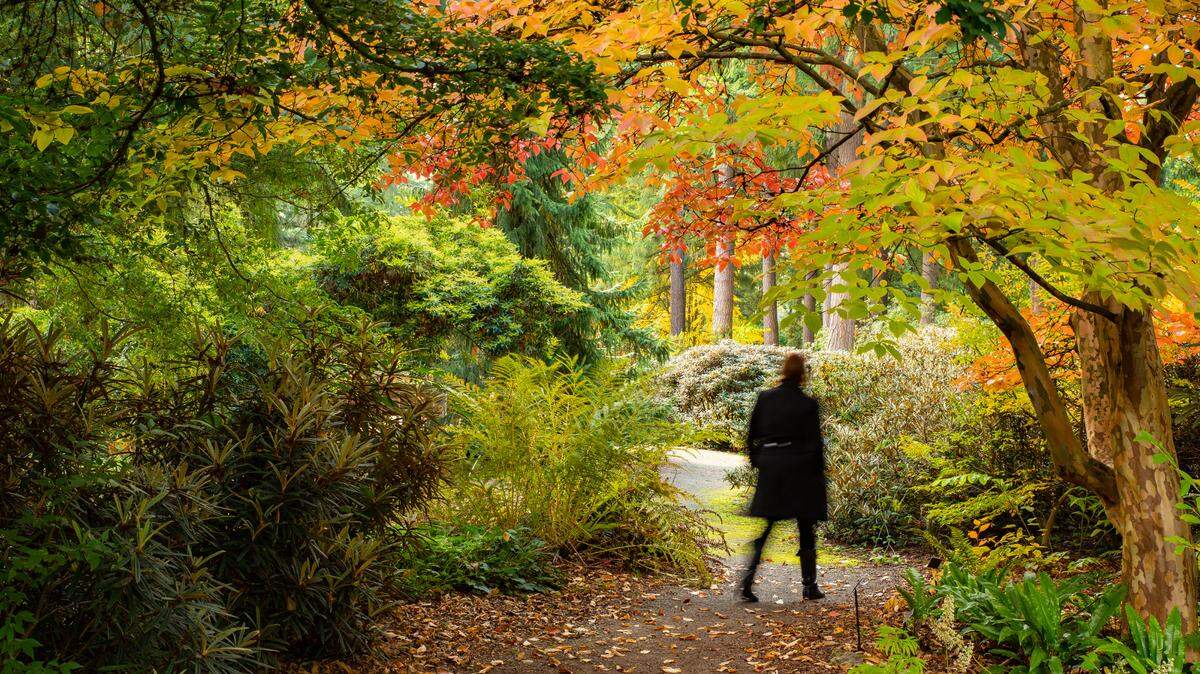 Fall foliage at the Rhododendron Species Botanical Garden in Federal Way.
