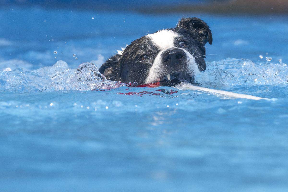 Kairo, a mixed-breed dog, bites down on a retrieve toy thrown out for a jump off the docks during a competition on Friday, Sept. 12, 2025, at Brown Dog University on the Key Peninsula.