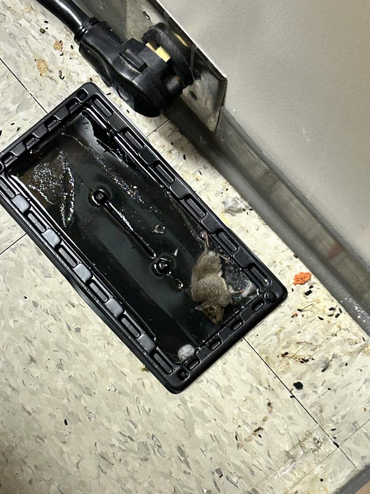 Certain Tacoma teachers have complained of mice running around campuses.