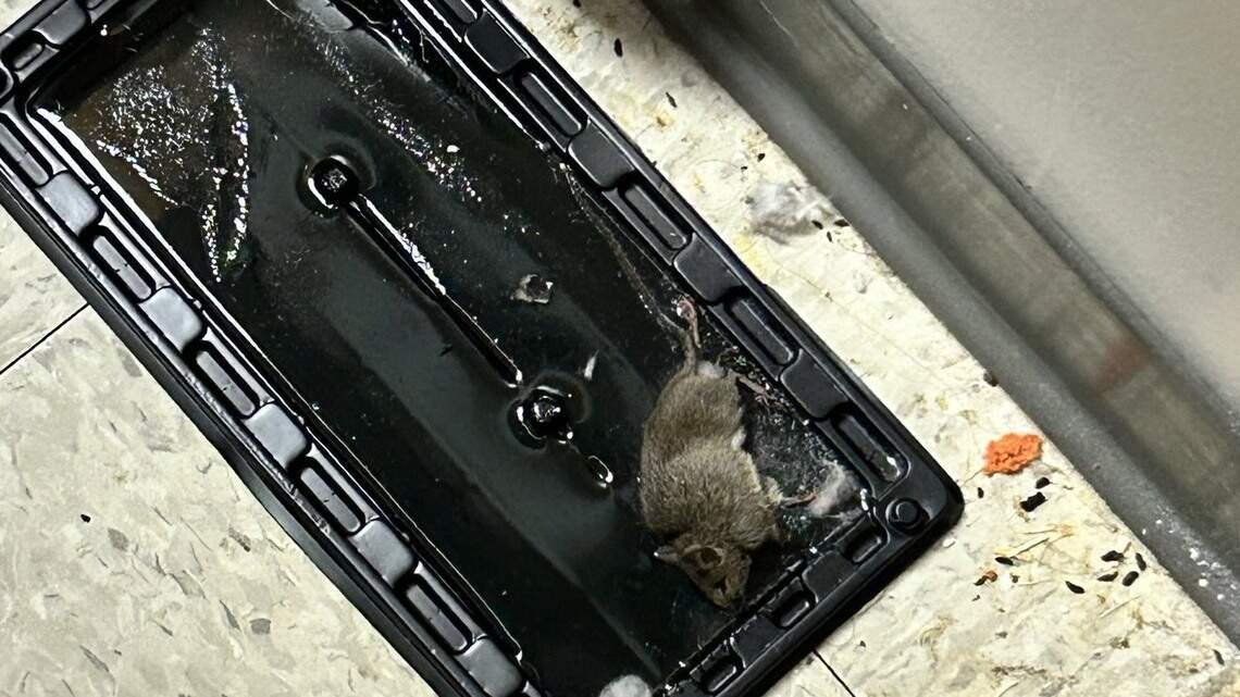 Reading, ‘riting, rodents? Tacoma Public Schools works to clean up ‘filthy’ buildings