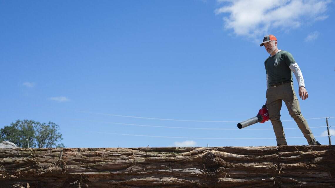 500-year-old Lakewood fir must come down. Could it end up in your dining room?