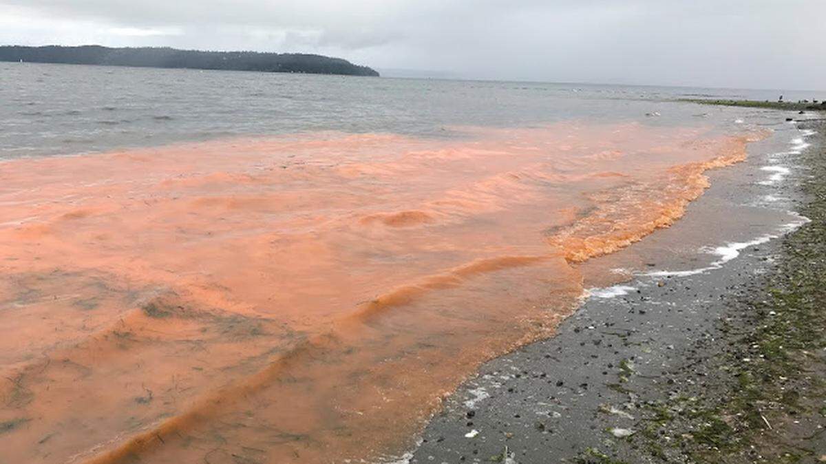 Noctiluca scintillans bloom at Saltwater State Park in Des Moines on June 4.