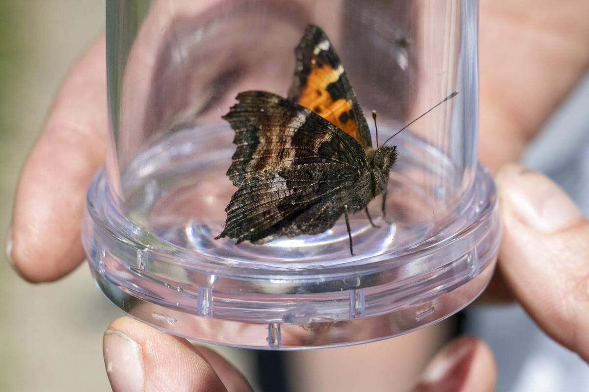 A California Tortoiseshell butterfly stands still in an observation cup held by Ryan Gunther, a volunteer with the Cascades Butterfly Project, as they survey a stretch of Mount Rainier National Park for the insects on Monday, Aug. 11, 2025.
