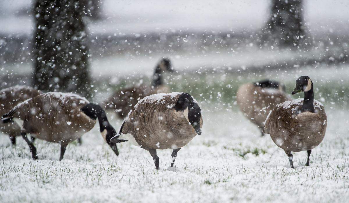 Geese walk along the snow near Ruston Way in Tacoma, Wash., on Friday, Feb. 8, 2019.