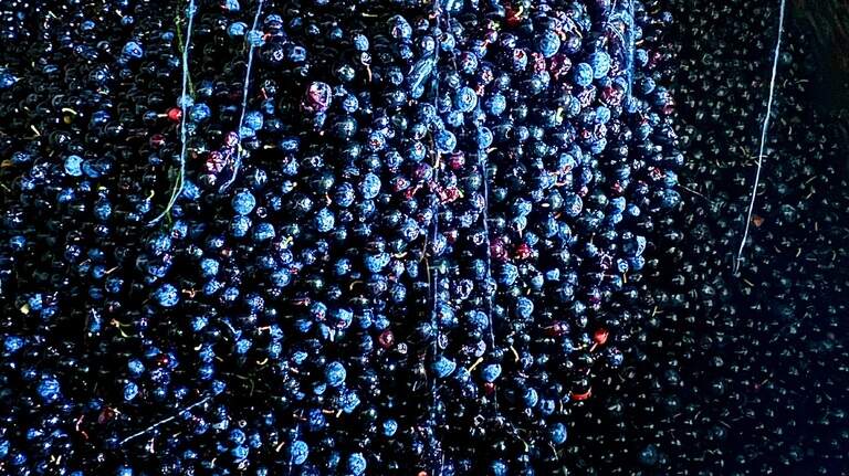 It’s ‘caviar of the forest’ season in the Pacific Northwest, and the bushes are loaded