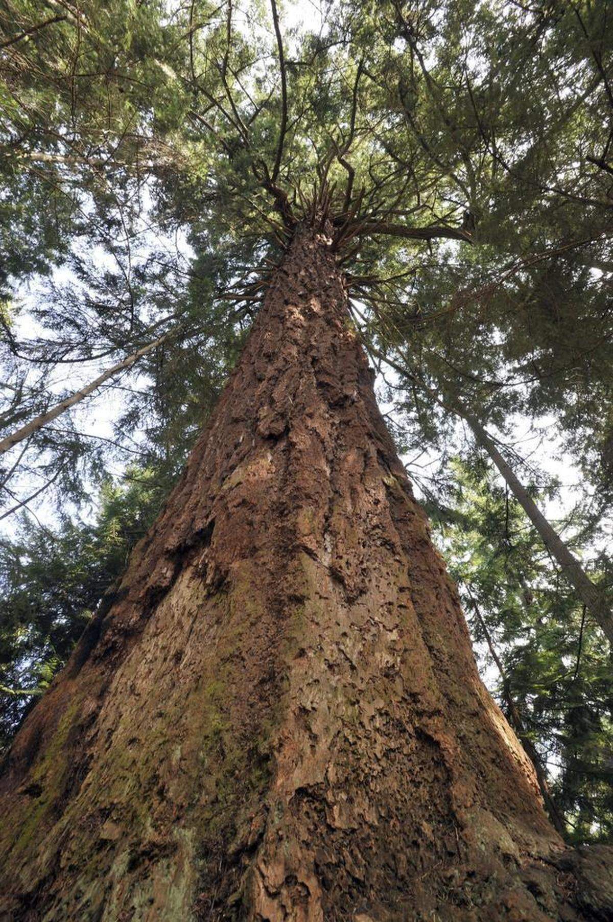 Driving along Five-Mile Drive, visitors to Point Defiance Park can see the Mountaineer Tree, estimated to be 450 years old.