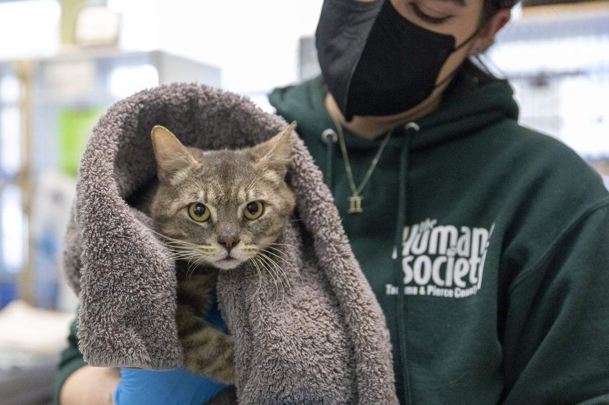 Louisiana, one of dozens of cats seized from a U-Haul earlier this month, is held before being weighed at The Humane Society for Tacoma & Pierce County on Thursday, Nov. 20, 2025, in Tacoma, Wash.