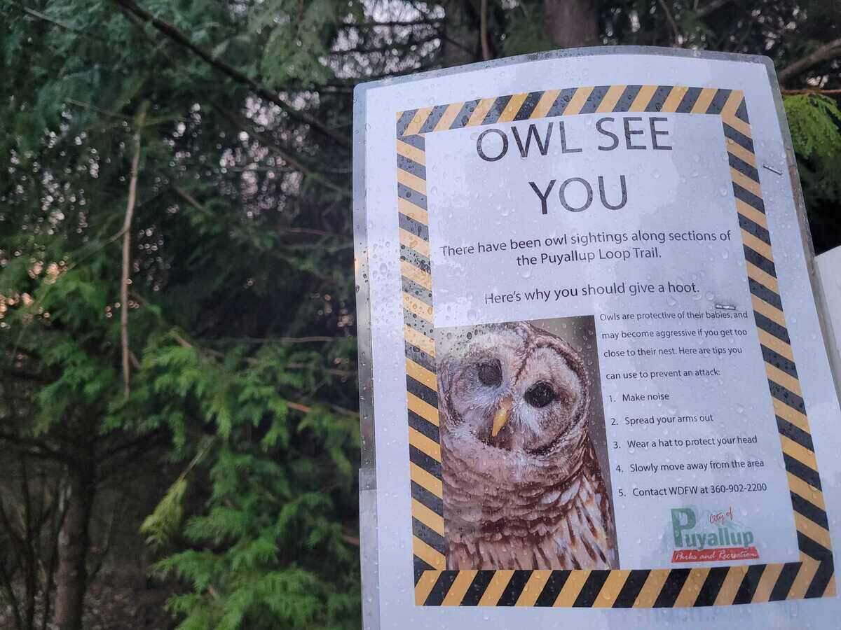 News signs along the Puyallup Loop Trail in December 2024 warn hikers about recent owl sightings.