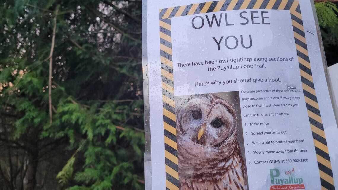 Is it nesting? Senile? Out for revenge? Puyallup warns of owl encounters on popular trail