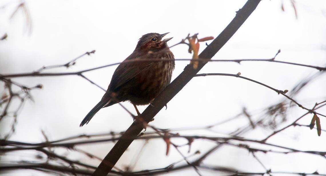 A songbird calls out at DeMolay Sandspit Park on Fox Island, Washington, on Wednesday, Feb. 21, 2024. PenMet Parks has plans for improvements to the park that some in the area worry could lead to a decline in wildlife that thrives in the woods, beach and sandspit.