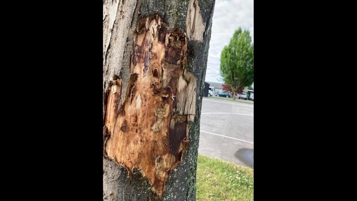 Trees slashed. Fire at sports complex. East Pierce County city sees vandalism spree