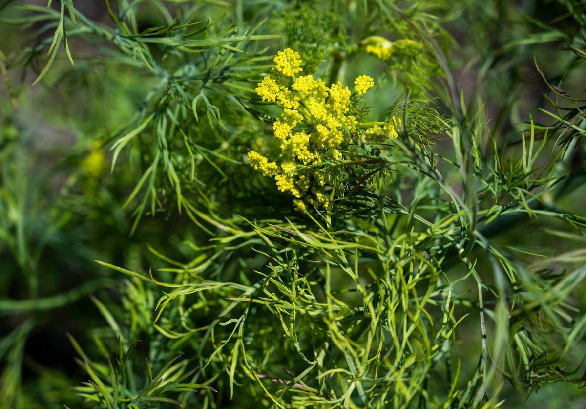 Dill grows in Olga Slutkovskaya’s garden outside of her home on South 16th Street on Monday, June 6, 2022 in Tacoma. Slutkovskaya has been growing her garden for 20 years and enjoys sharing her food and knowledge from the garden with the neighborhood.