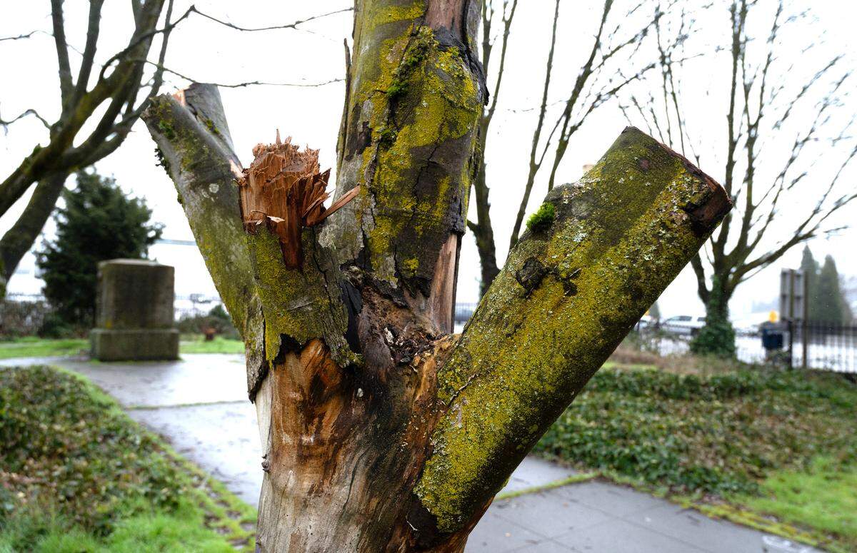 Trees branches - and in some cases entire trees - have been cut or chopped off at Donald A. Pugnetti Park in downtown Tacoma, Washington, shown on Monday, Feb. 12, 2023.