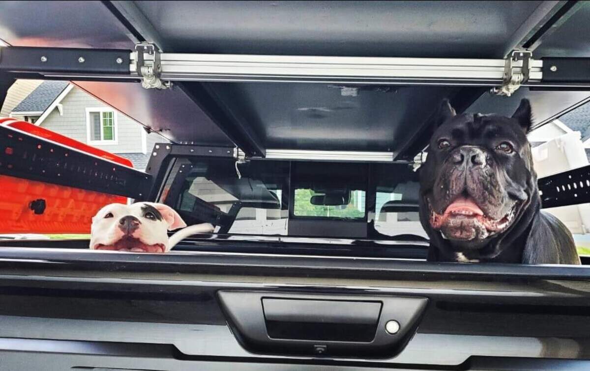 Oolong (left), abandoned in May along with her 11 week-old puppies, now has a new home and a new name, Rosie. Here, she gets a truck ride with her adoptive family’s other dog.