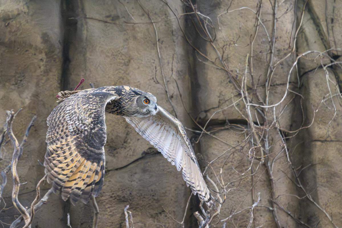 Forrest, a Eurasian eagle owl, takes flight during a daily “animal encounters” program at the Point Defiance Zoo on Friday, Jan. 30, 2026, in Tacoma, Wash.