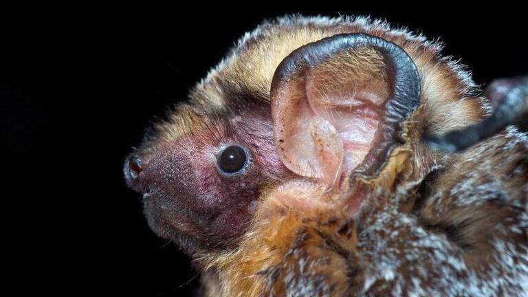 More details about bat attack at WA park: woman ‘shook bat our of her hair’