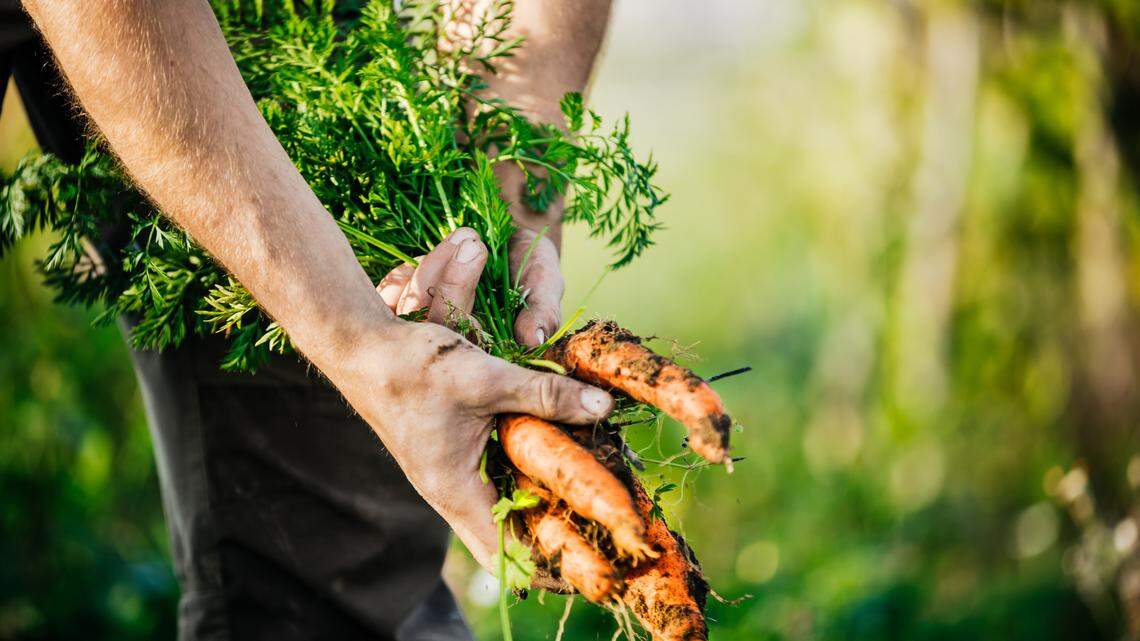 It’s not too late for a garden, here’s what you can plant in autumn in WA to harvest later