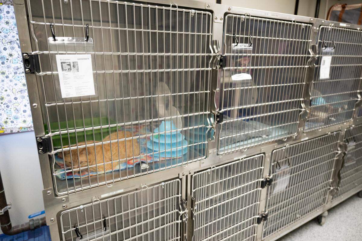 Adoptable cats lounge in kennels at Metro Animal Services, on Thursday, April 10, 2025, in Puyallup, Wash.