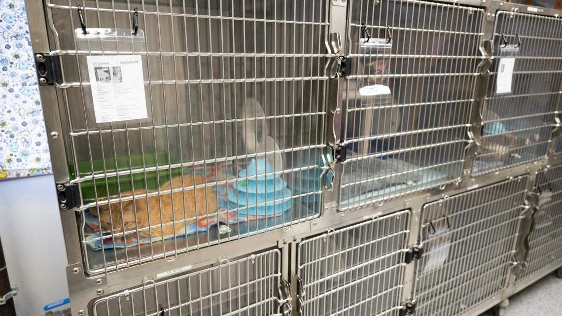 Pierce Co. shelter suspends cat adoptions, starts quarantine after virus scare