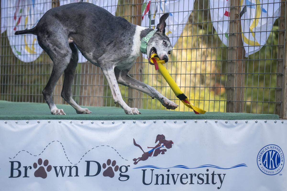 Tobi, a Great Dane from Spokane, plays with the retrieve toy before a dive off the docks at Brown Dog University on Friday, Sept. 12, 2025, on the Key Peninsula.