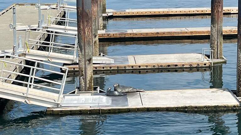Parks Tacoma closes popular dock for baby seal bonding