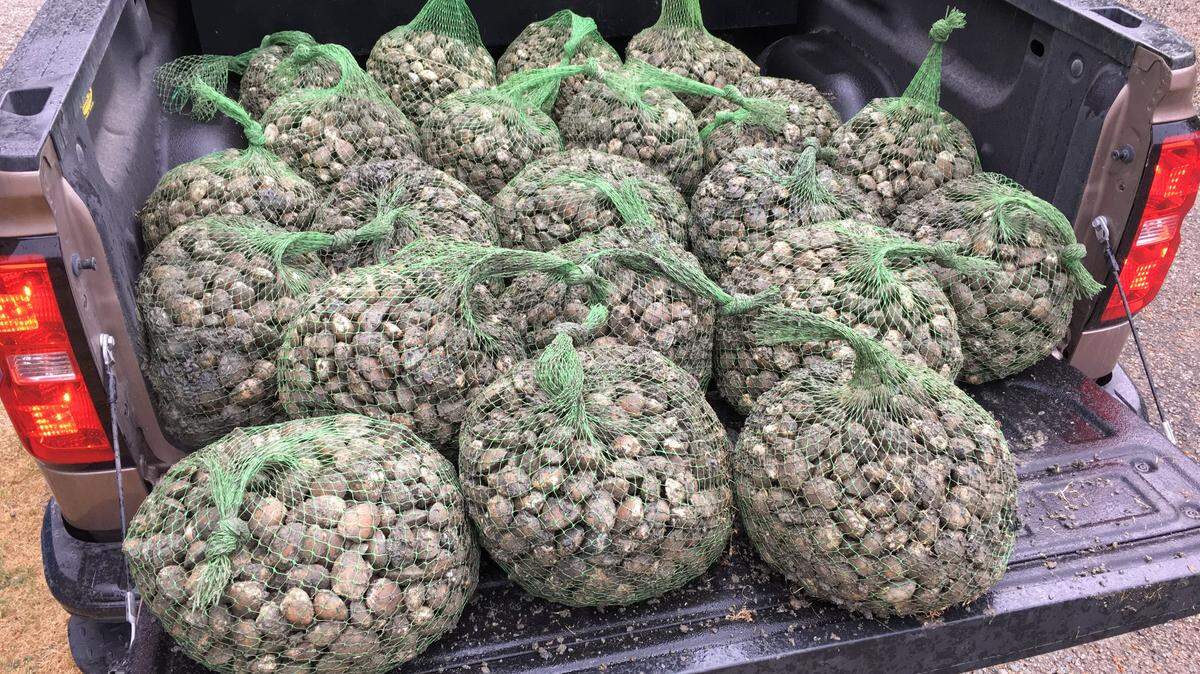 About 1,000 pounds of clams illegally harvested in Lakebay on the Key Peninsula earlier this month are seen in this June 2 picture.