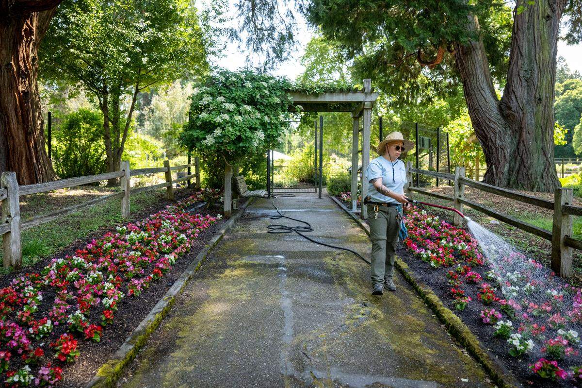 Shanice Snyder, a maintenance assistant at the gardens at Point Defiance Park, waters beds of wax begonias on Thursday, June 1, 2023, in Tacoma, Wash. Snyder and her co-workers were preparing the park for the Point Defiance Flower & Garden Festival.