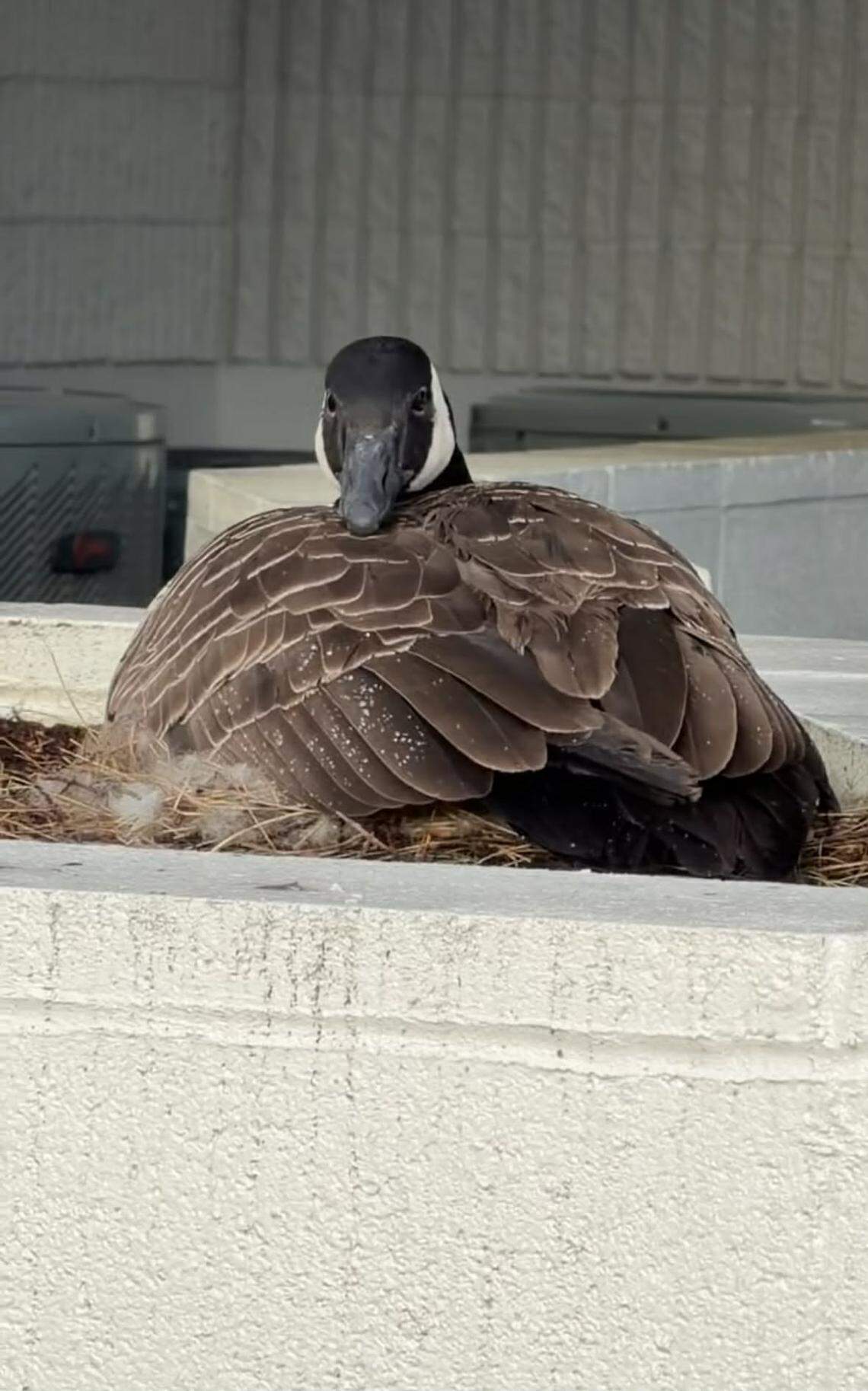 A picture of a goose who has set up her nest in the parking lot of Key Bank in Milton at 1000 Meridian Av.e E. A man has been arrested for allegedly harassing the goose, and residents say they have seen others try to harm the goose. The goose is a federally-protected bird and residents are urging the public to not interact with her, not feed her and keep an eye out for her safety.