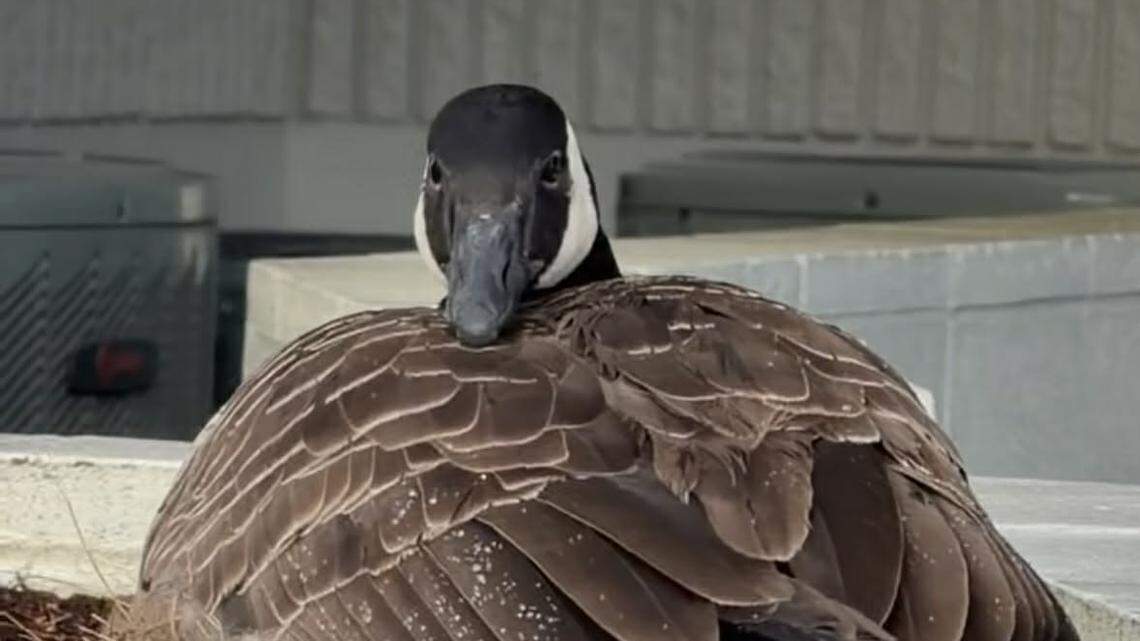 Man attacked beloved ‘Mama Goose’ nesting outside Pierce County bank, police say
