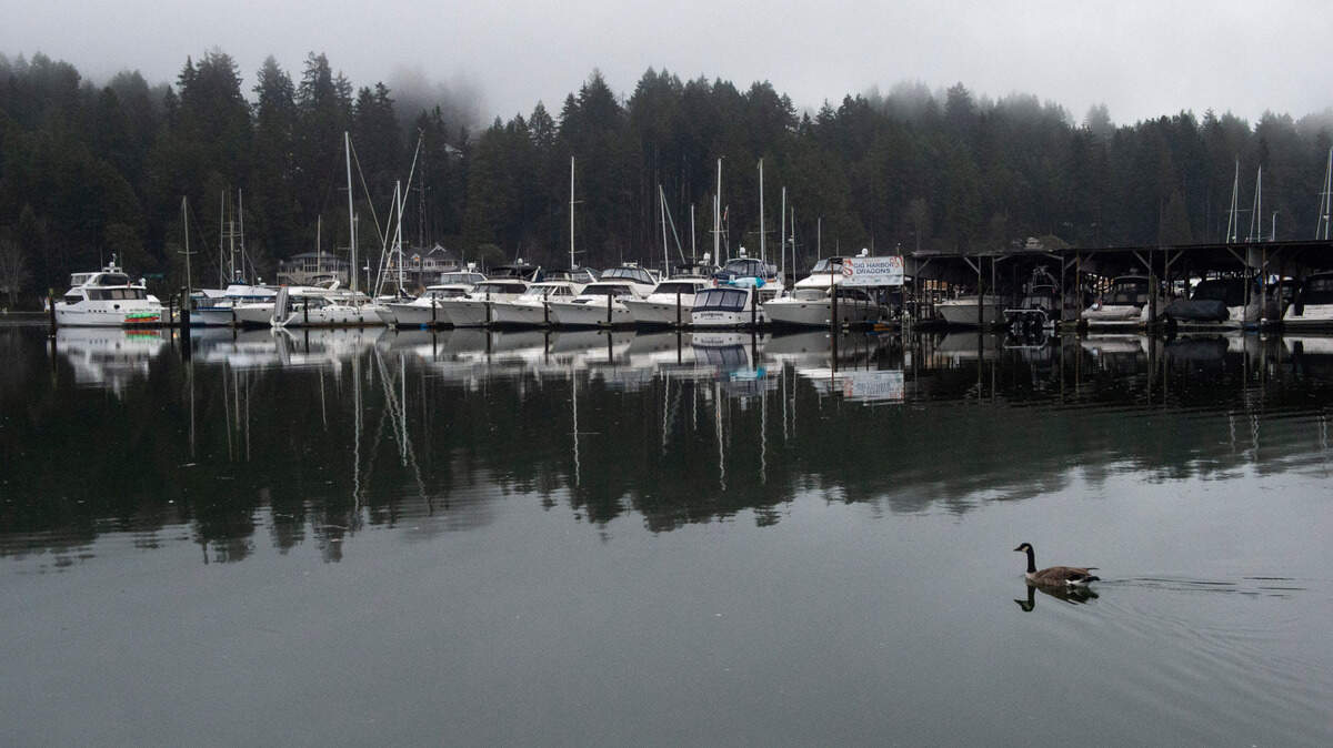 A Canada goose plies the high water near Jerisich Dock in Gig Harbor caused by a “king tide” early Friday morning, Jan. 15.