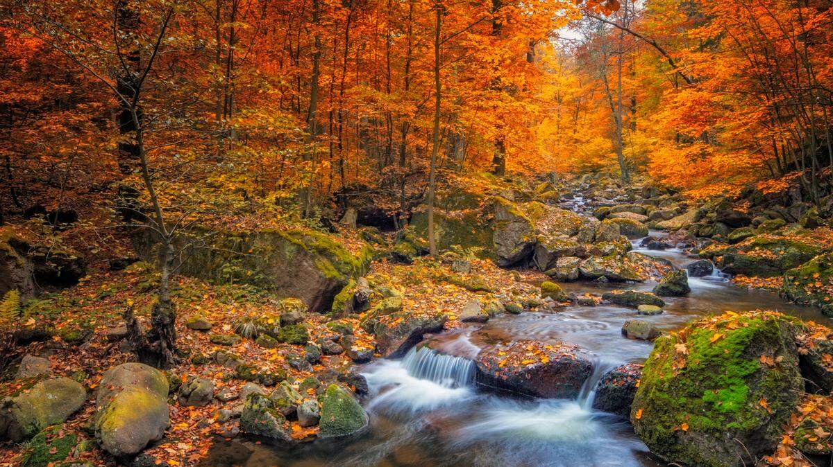 This interactive map shows peak fall foliage colors in the U.S. and when your Washington state area will experience bright orange and red leaves.