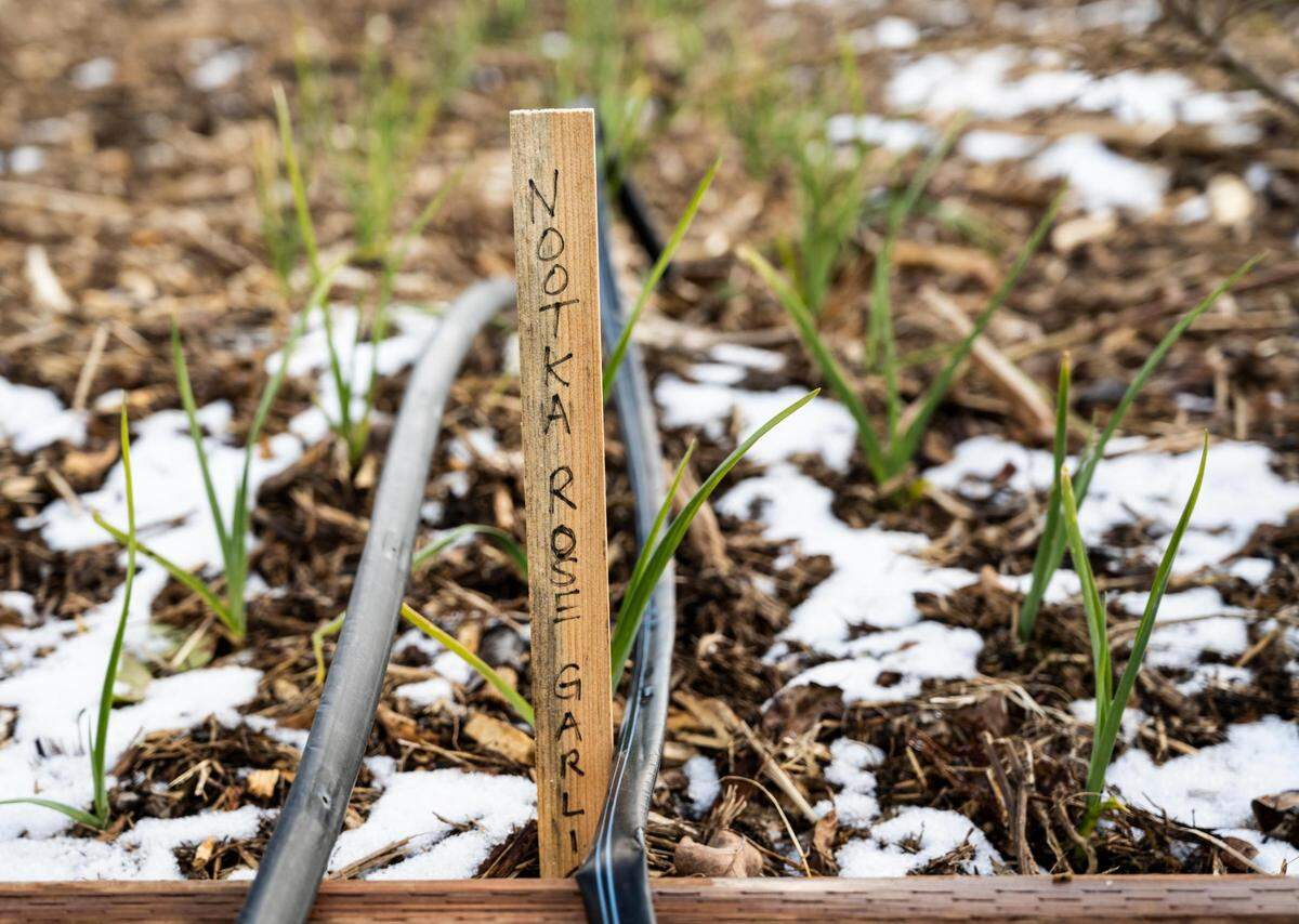Melissa Meyer, Rose Island Farm owner, grows nootka rose garlic in a garden at the farm on Thursday, Feb. 24, 2022, in Tacoma, Wash. Rose Island Farm is an Indigenous-owned family farm that provides skill share workshops, food and herbal supports for the BIPOC community.