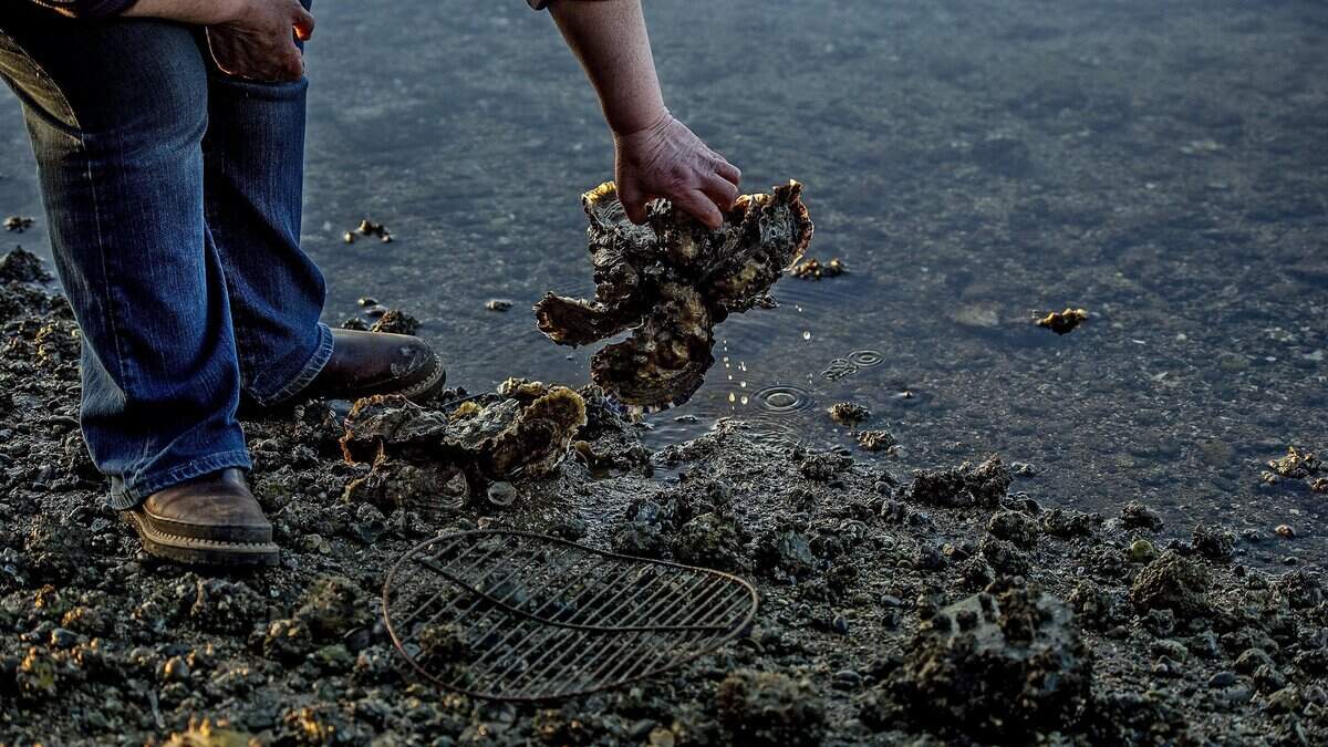 Oyster picking and other types of shellfishing are closed across a number of South Sound beaches due to an outbreak of paralytic shellfish poisoning.
