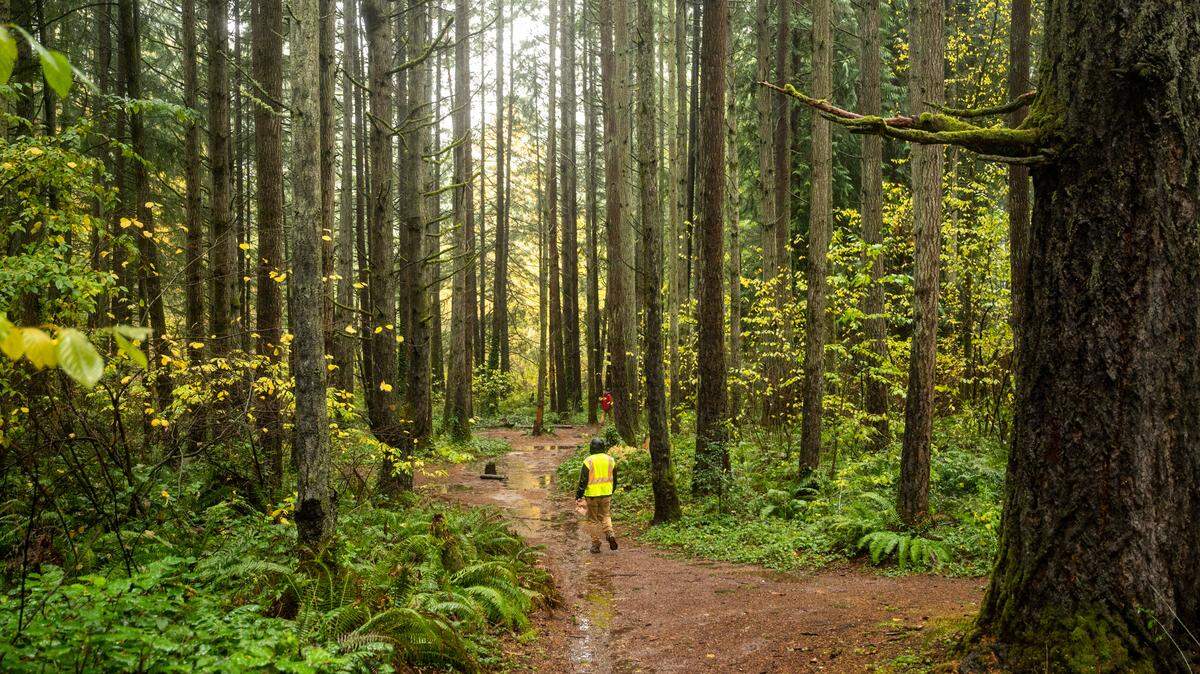Larry Volland (center-bottom) makes his way along one of the numerous paths through the tall trees on his way to exiting Orangegate Park on Thursday afternoon.
